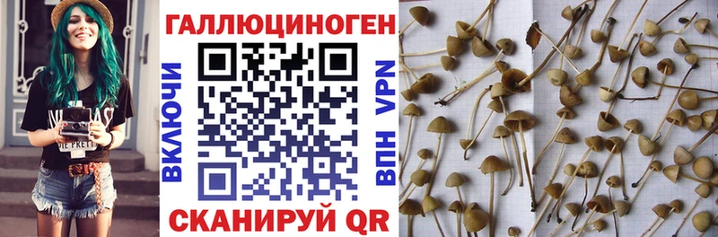 Псилоцибиновые грибы GOLDEN TEACHER Лабинск